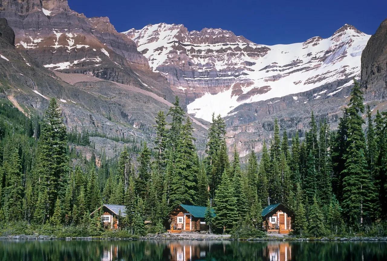 Three small green-roofed log guest cabins nestled among tall, narrow spruce trees at the foot of a massive snow-capped Canadian Rockies mountain range under a deep blue summer sky — the beloved backcountry Lake O'Hara Lodge in Yoho National Park, where guests trade itineraries for guided hikes, lakeside play, and hearty breakfasts in one of the most spectacular settings in the Canadian Rockies.