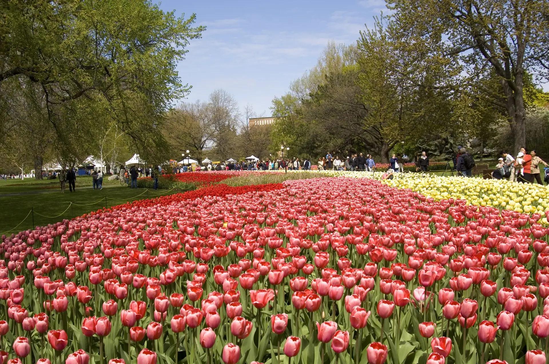 Masses of pink, red, and yellow tulips in full bloom at Ottawa's Canadian Tulip Festival with visitors strolling through the park