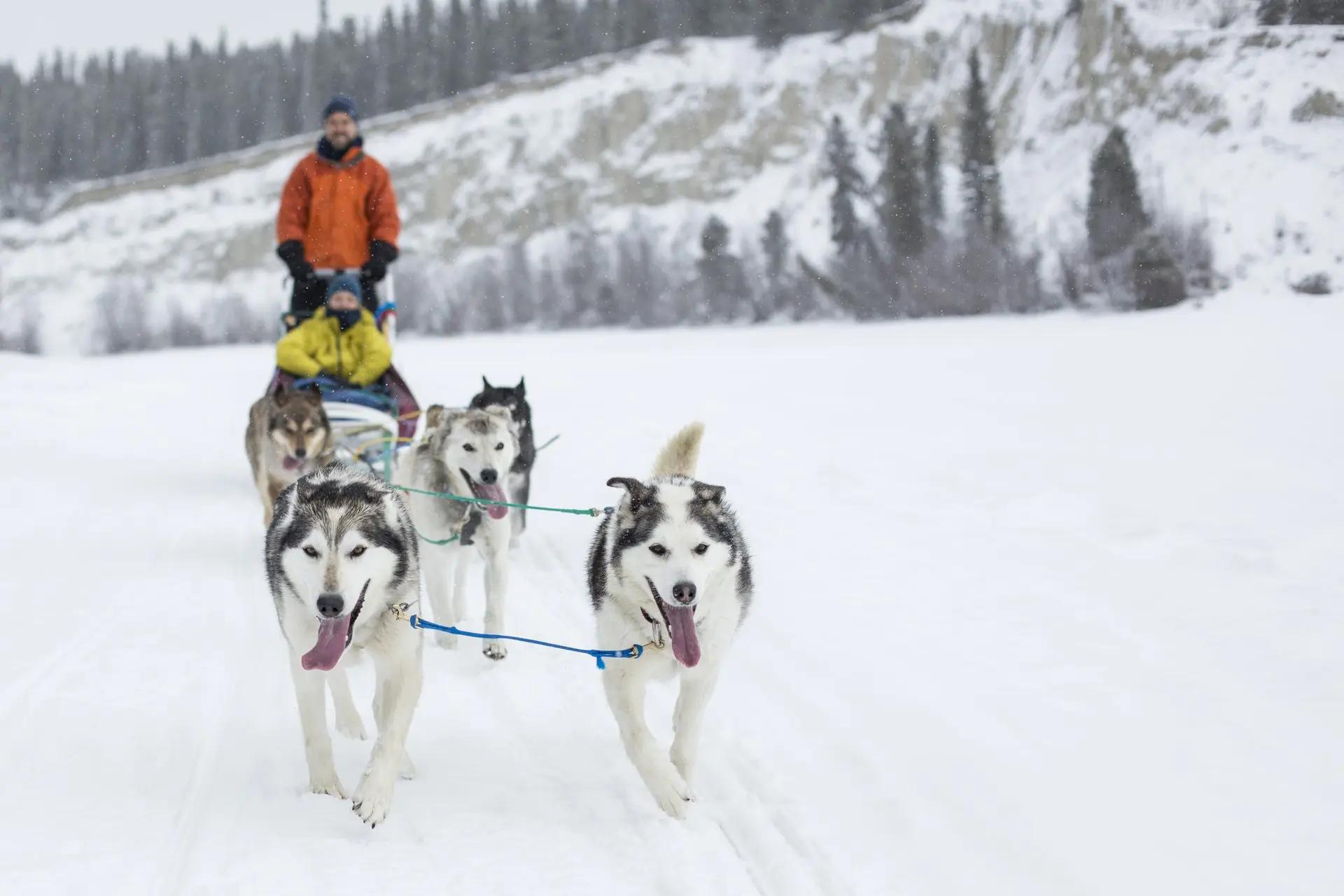 A team of Siberian huskies pulls two riders on a dog sled through snow-covered wilderness, with a boreal forest and mountain backdrop