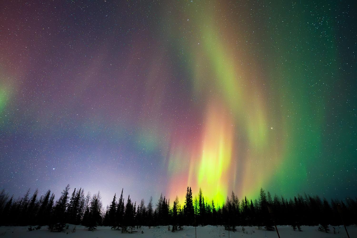 Colourful northern lights glowing above a snowy boreal forest