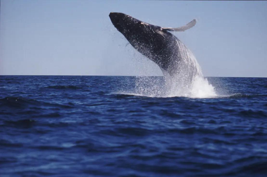 Humpback whale breaching off the coast of Cape Breton Island in the Atlantic Ocean