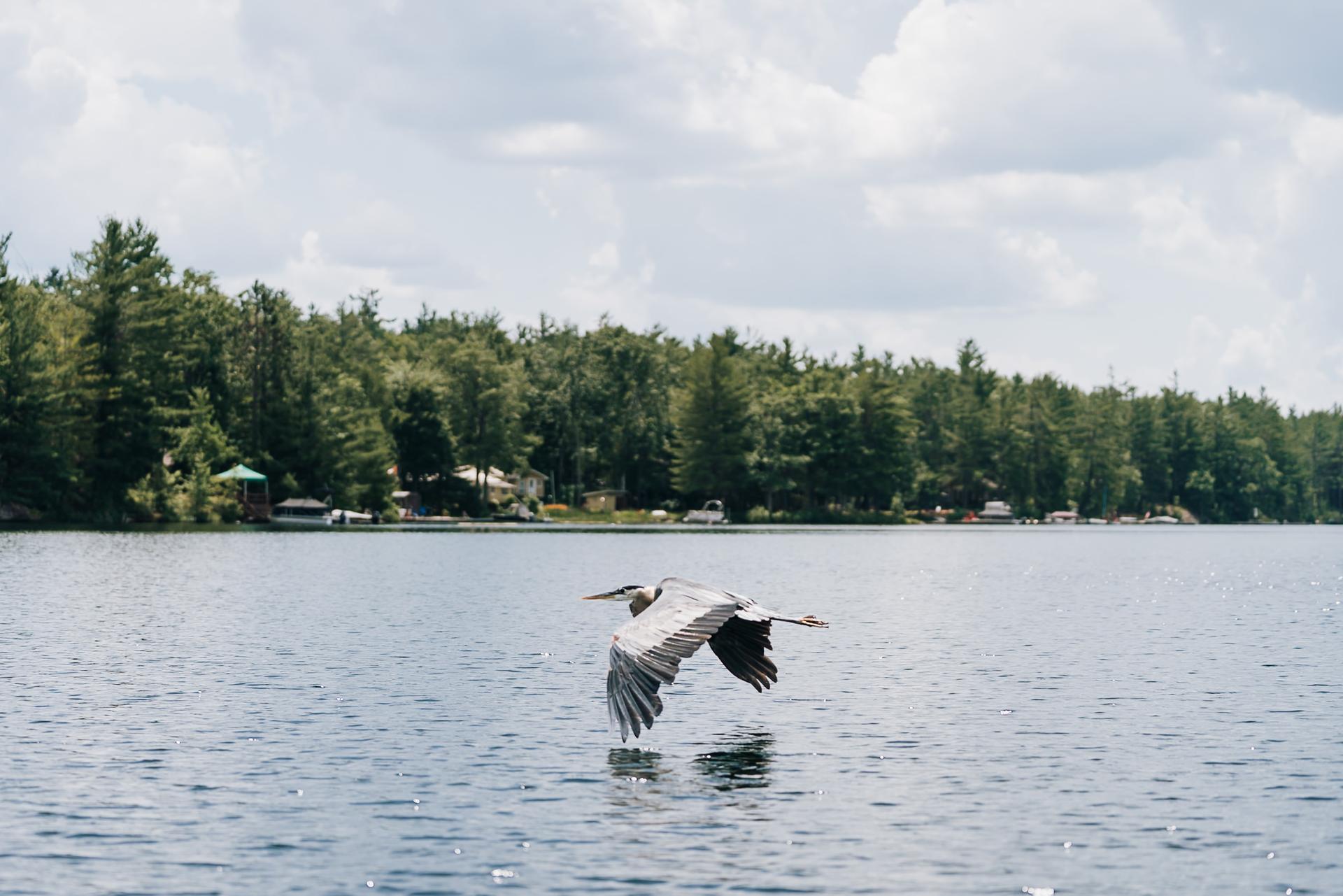A great blue heron flies low over the water at Kawartha Lakes, Ontario, with cottages lining the shore