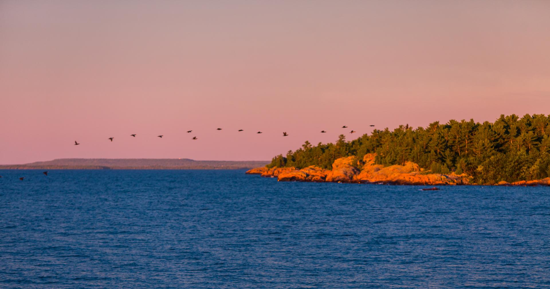 Birds flying over the rocky Georgian Bay coastline of Killarney Provincial Park at sunset, with pink sky and pine-covered quartzite shoreline in Ontario.