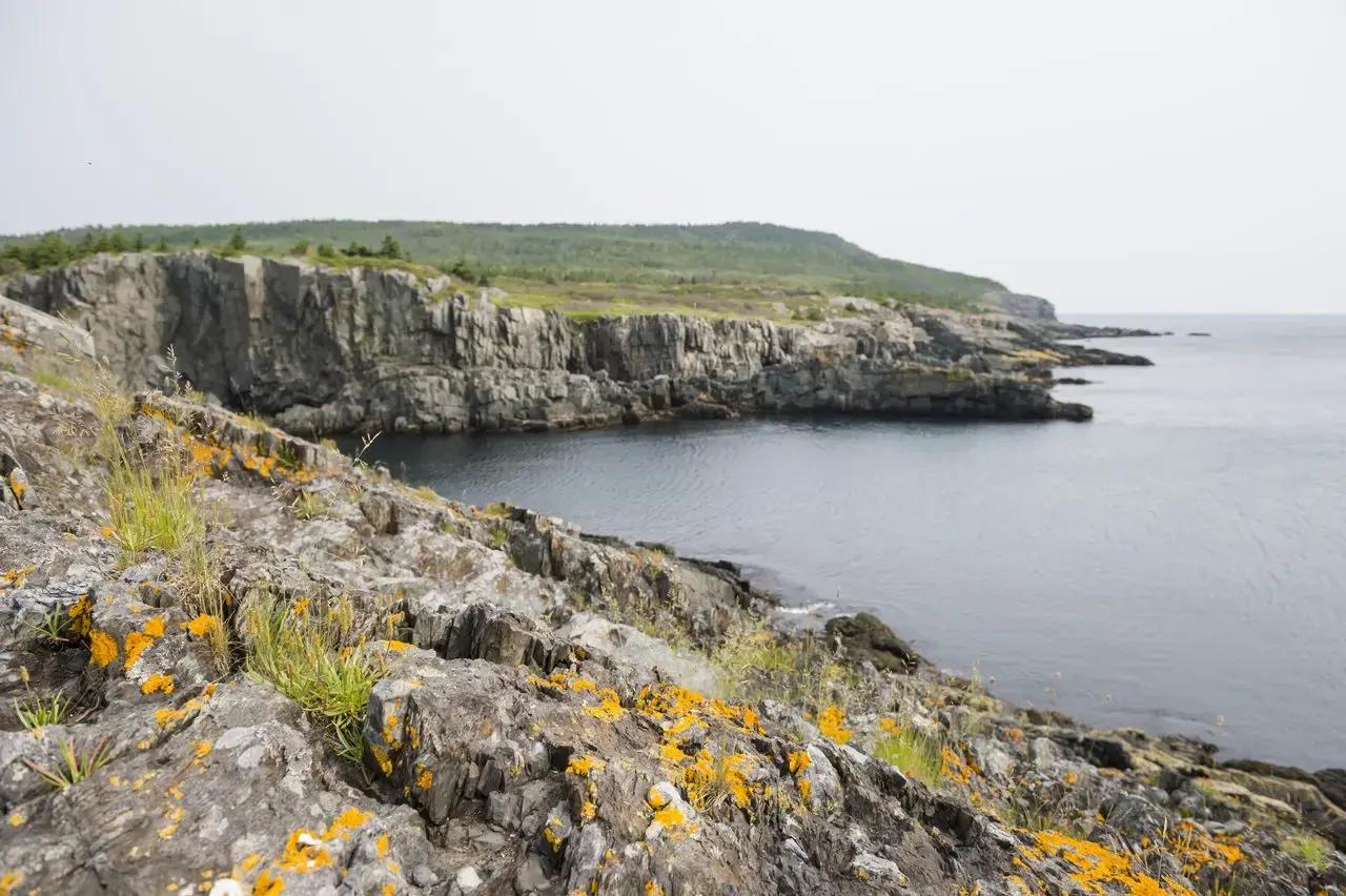 Dramatic rocky coastal cliffs covered in bright orange lichen and wild grasses overlooking a dark calm ocean cove in Burlington, Newfoundland and Labrador, Canada, with a forested headland stretching into the distance under an overcast sky