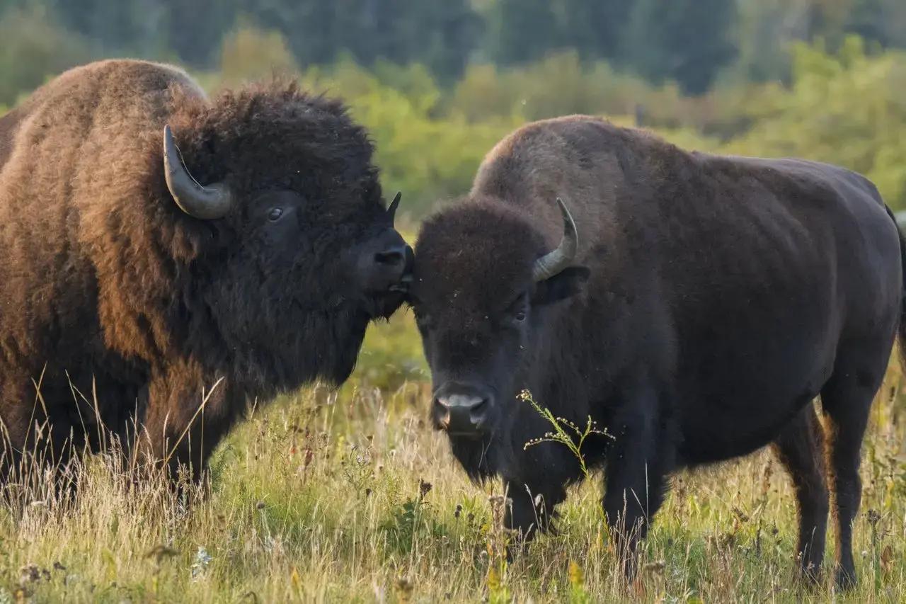 Two large plains bison standing face to face in tall golden grass at Riding Mountain National Park in Manitoba, Canada, with a lush green forest visible in the soft-focus background