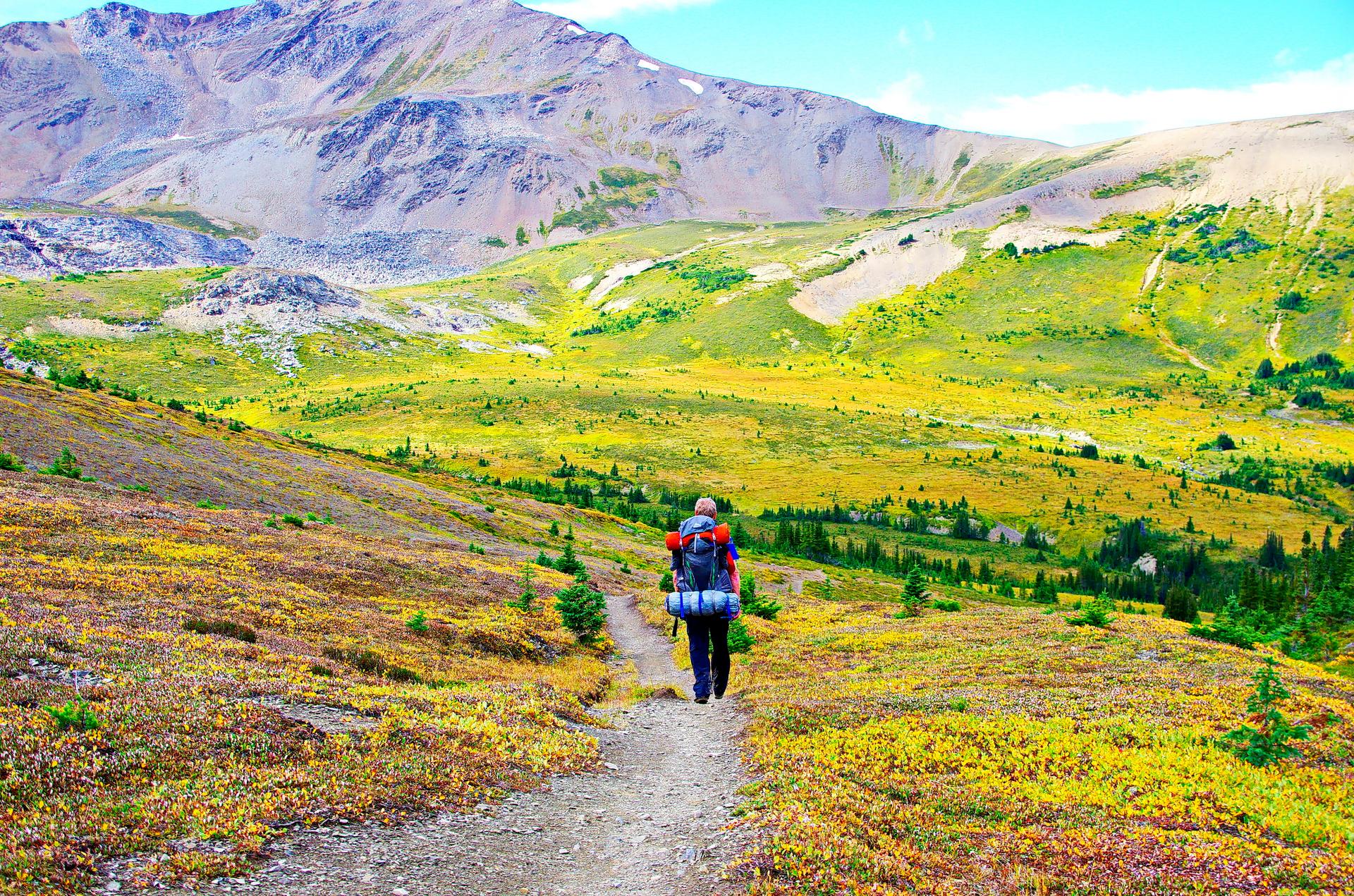 Backpacker hiking alone through golden alpine tundra on the Skyline Trail with mountain peaks in the background, Jasper National Park