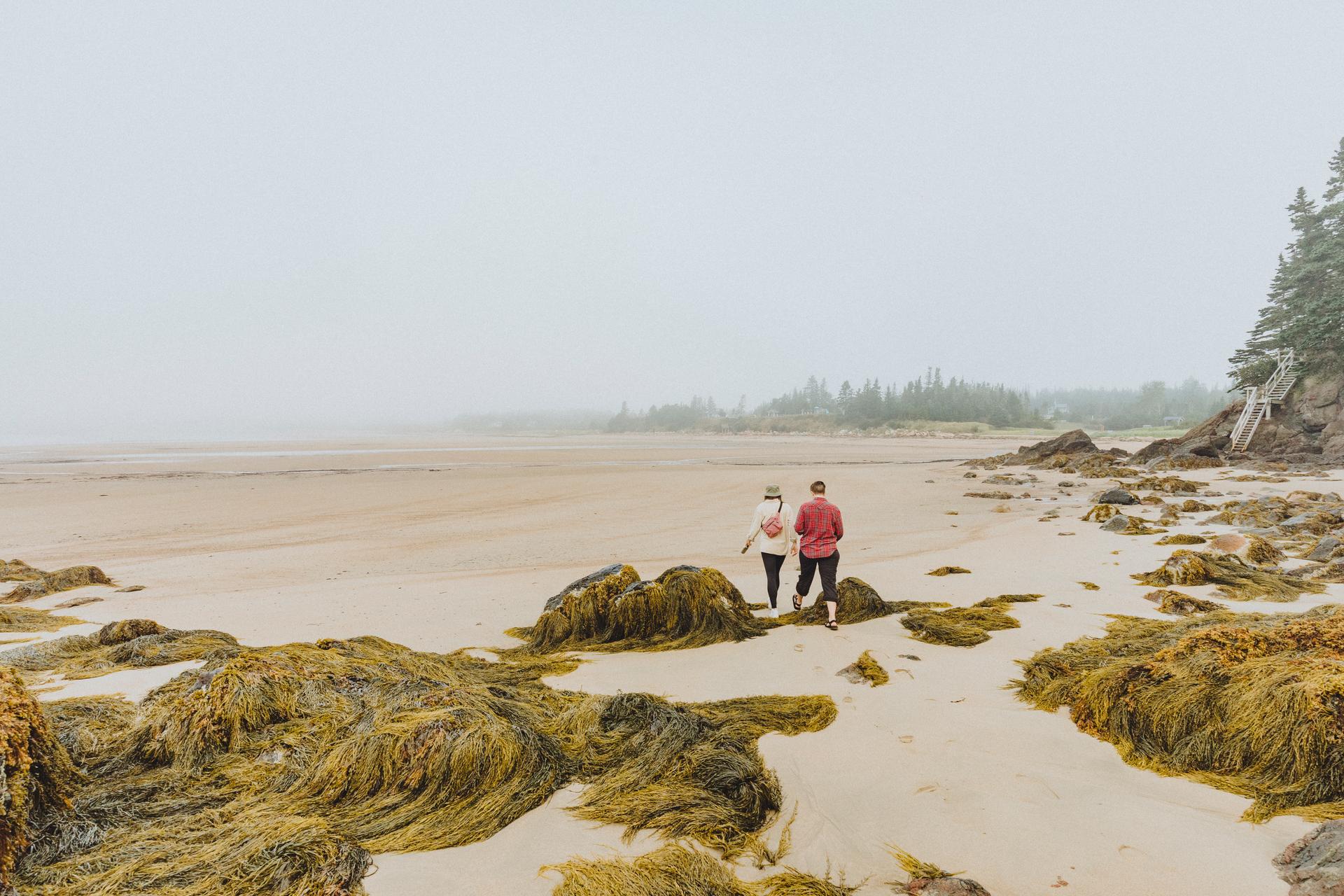 Two people walking the long sandy beach at New River Beach Provincial Park, New Brunswick, past seaweed-covered rocks exposed at low tide.