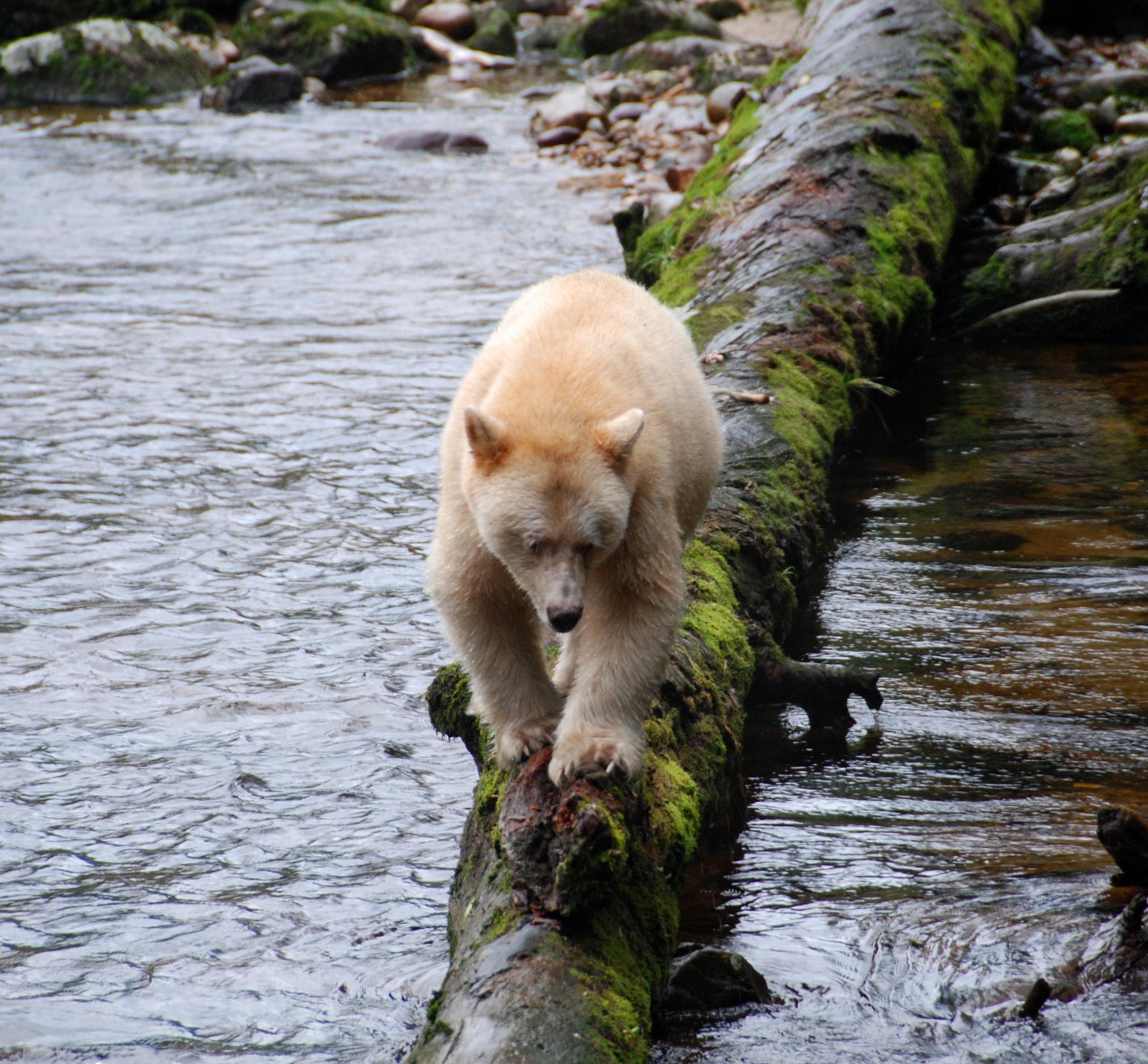 Kermode (Spirit) Bear, British Columbia