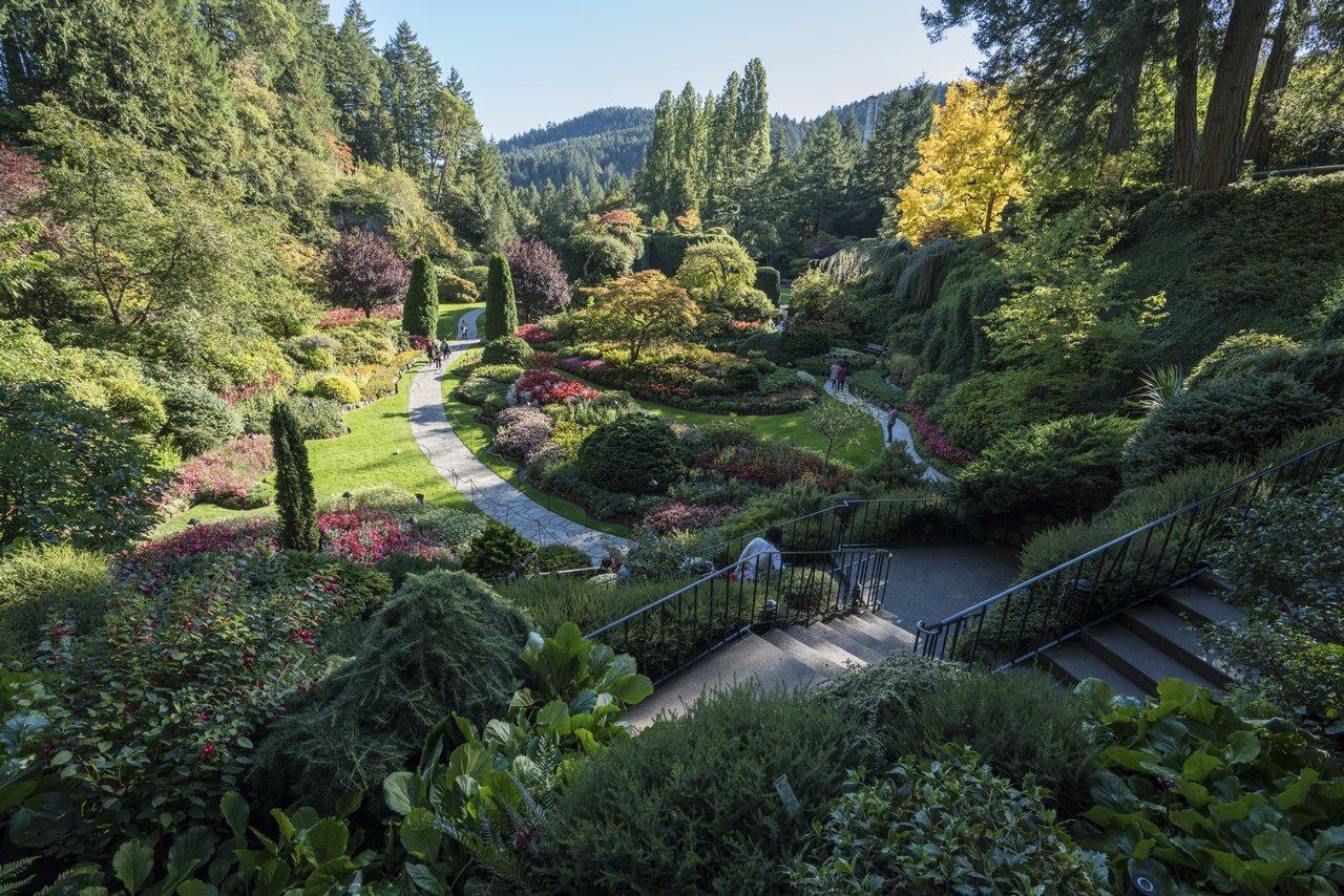 people walking through lush greens gardens at butchart gardens, victoria, bc