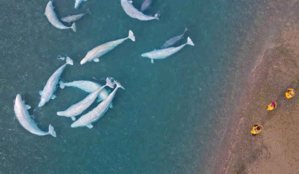 Beluga whales, Nunavut