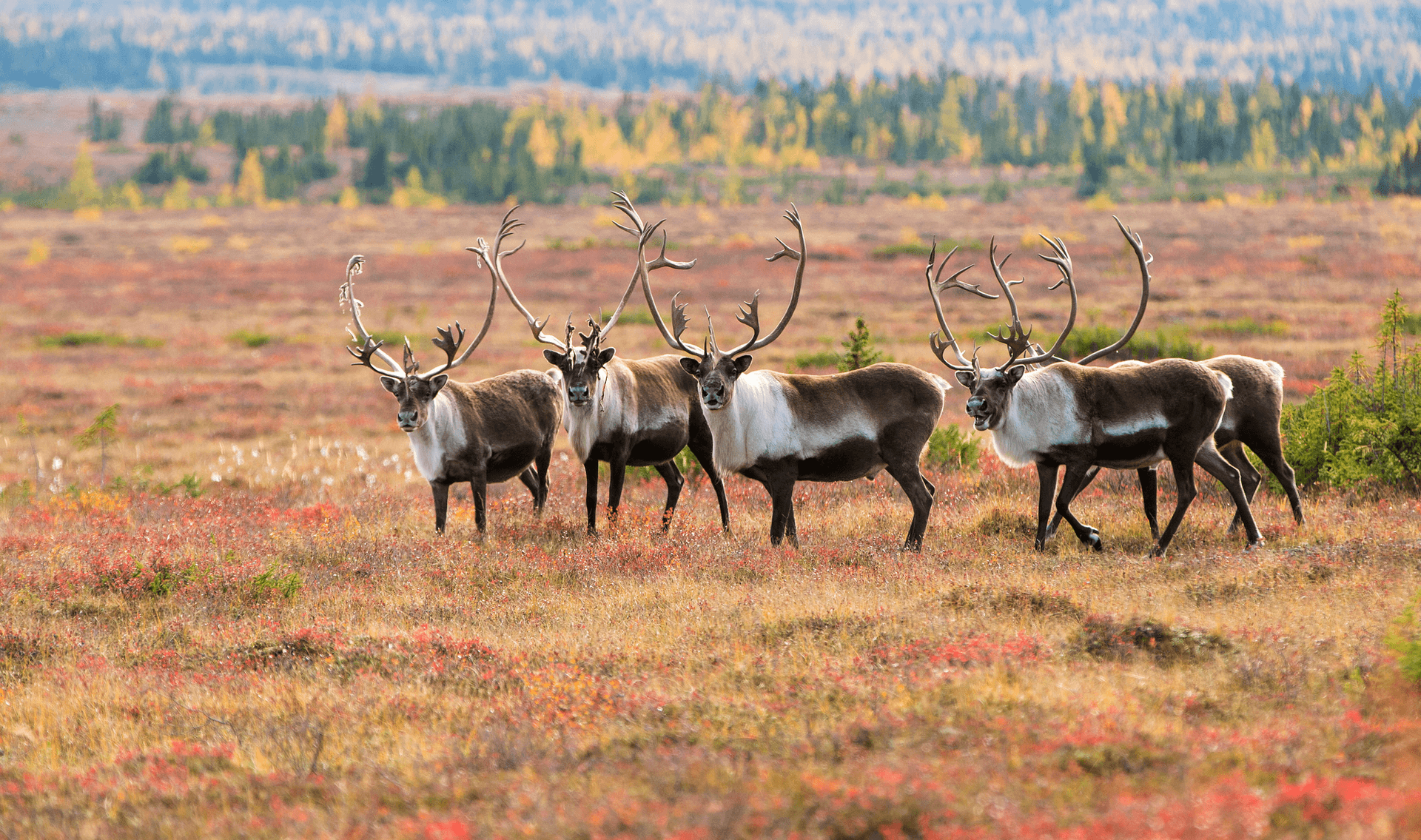 Fall caribou migration, Nunavut 
