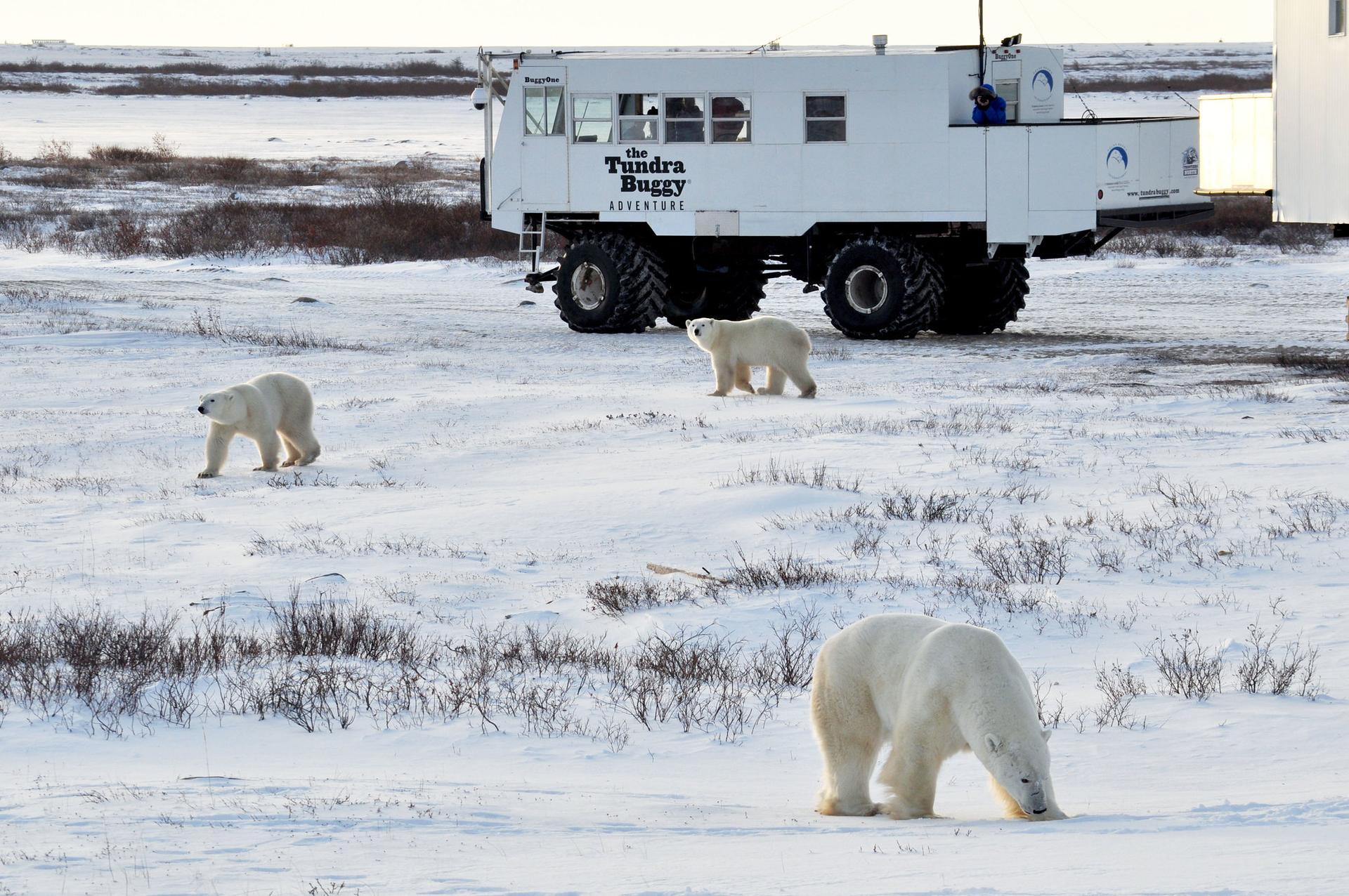 Polar bears in Churuchill, Manitoba