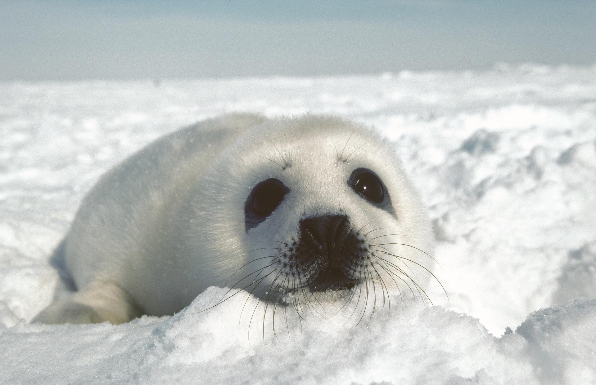 Harp seal pup, Magdalen Islands, Quebec