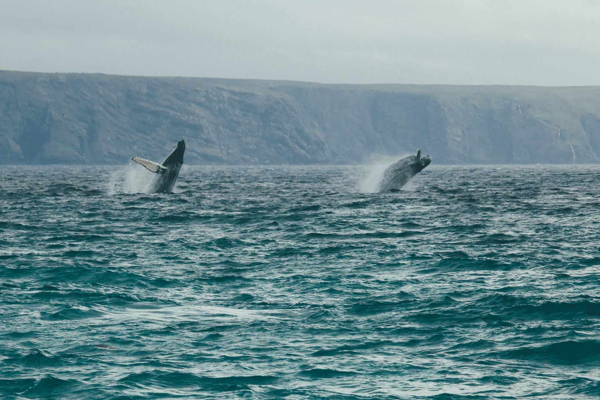 Humpback whales, Avalon Peninsula, Newfoundland and Labrador