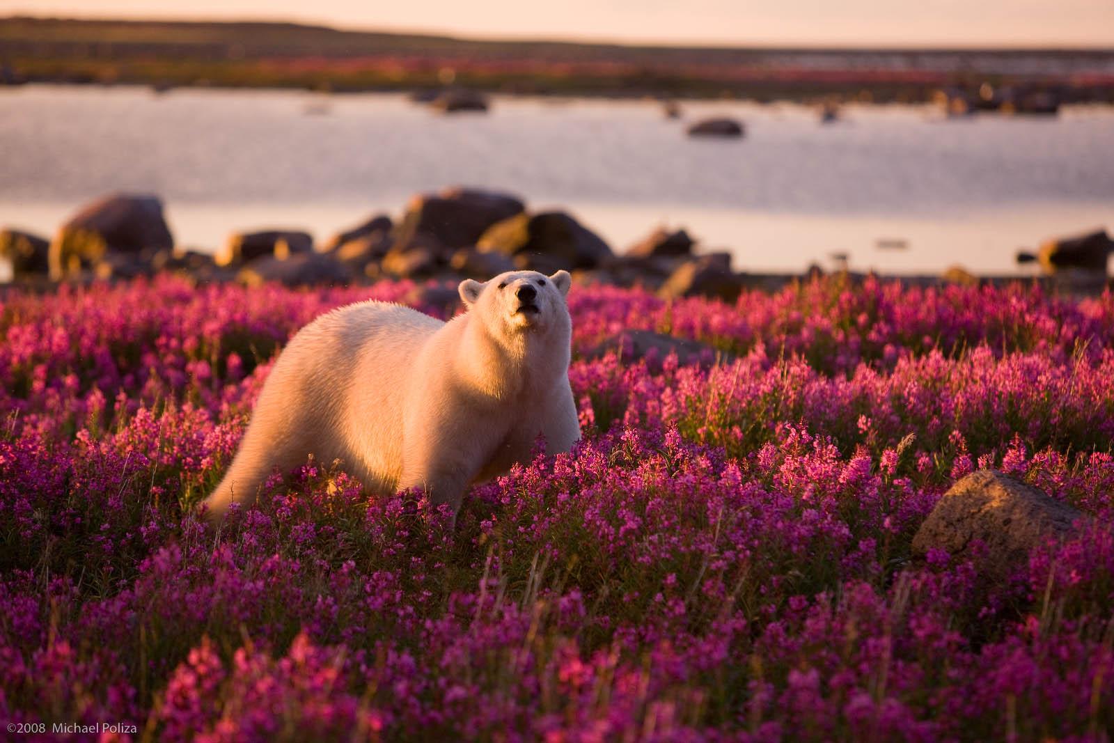 Polar bear in the summer