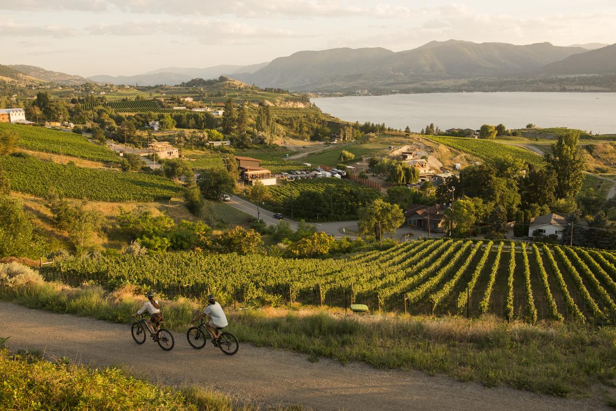 Two people cycling past vineyards on the Kettle Valley Railway between Penticton and Naramata.