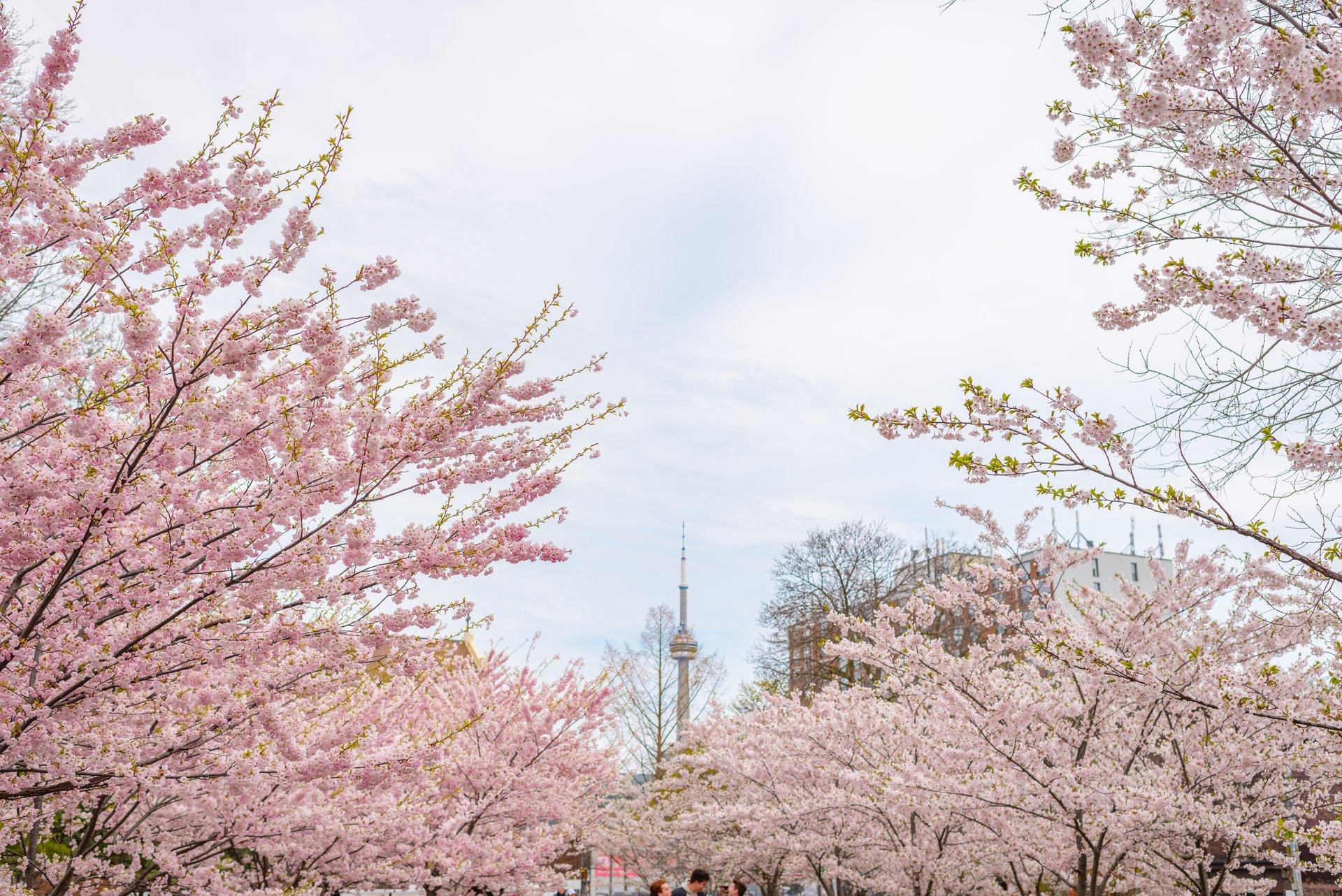 Photo of cherry blossoms bloom in spring at Trinity Bellwoods Park