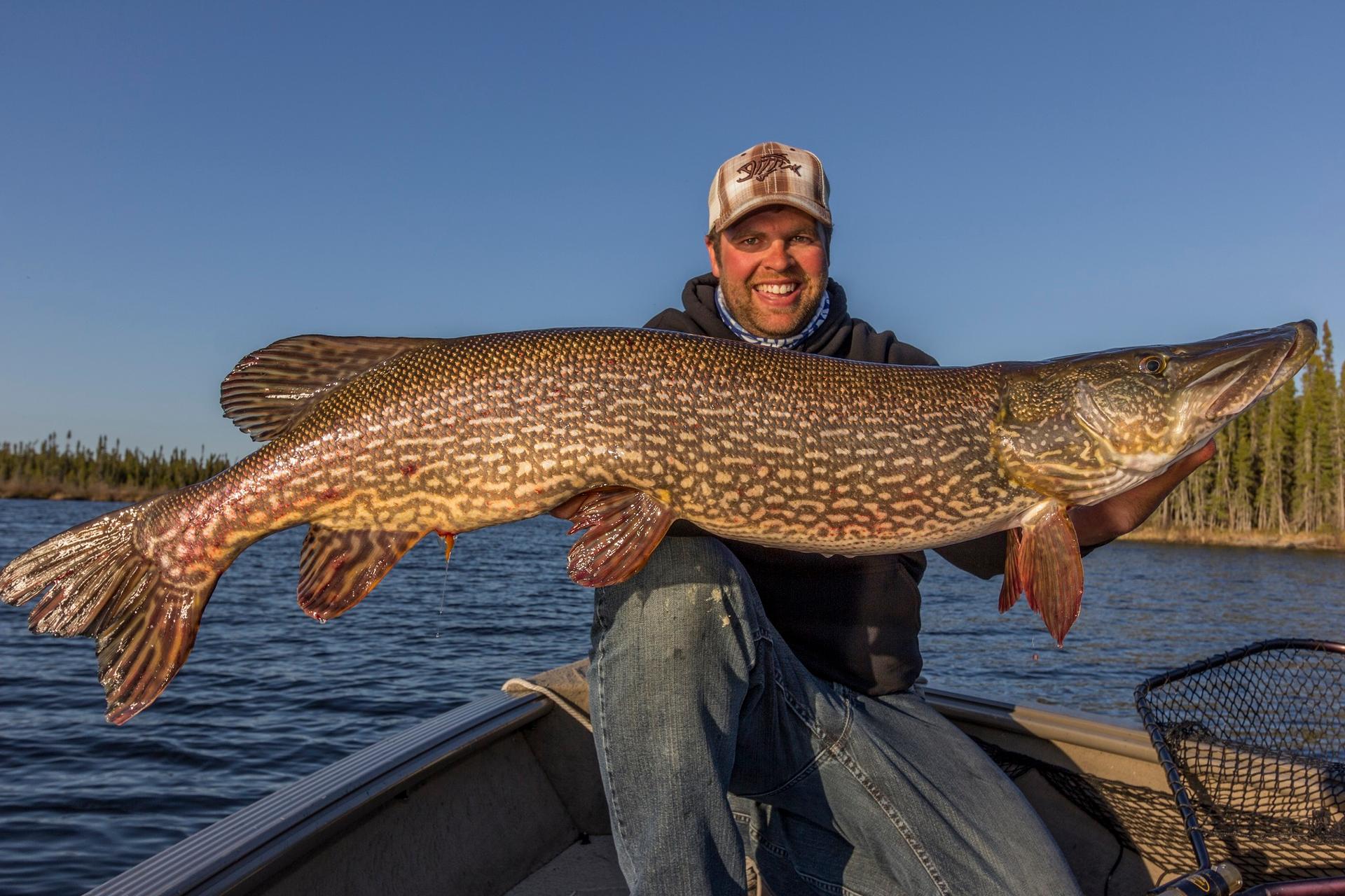 Northern pike