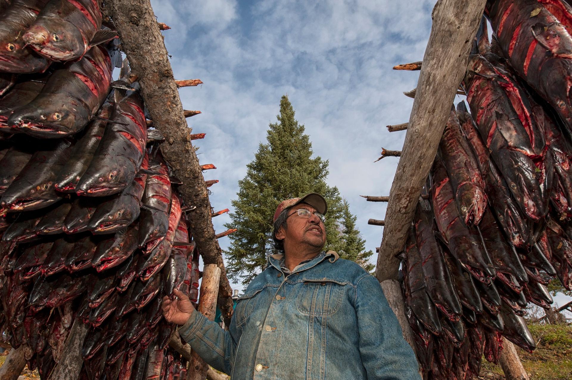 A member of the Vuntut Gwitchin First Nation drying fish
