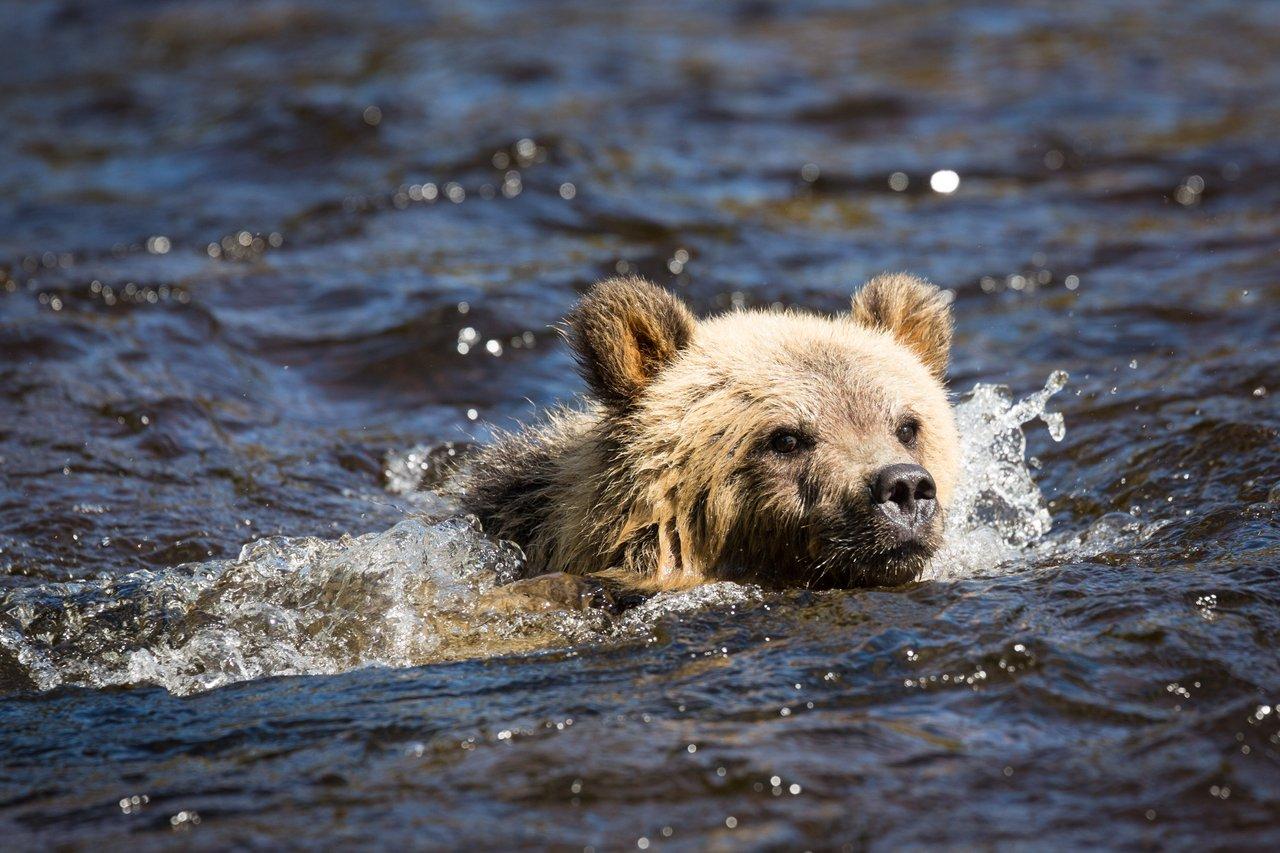 swimming cub bear