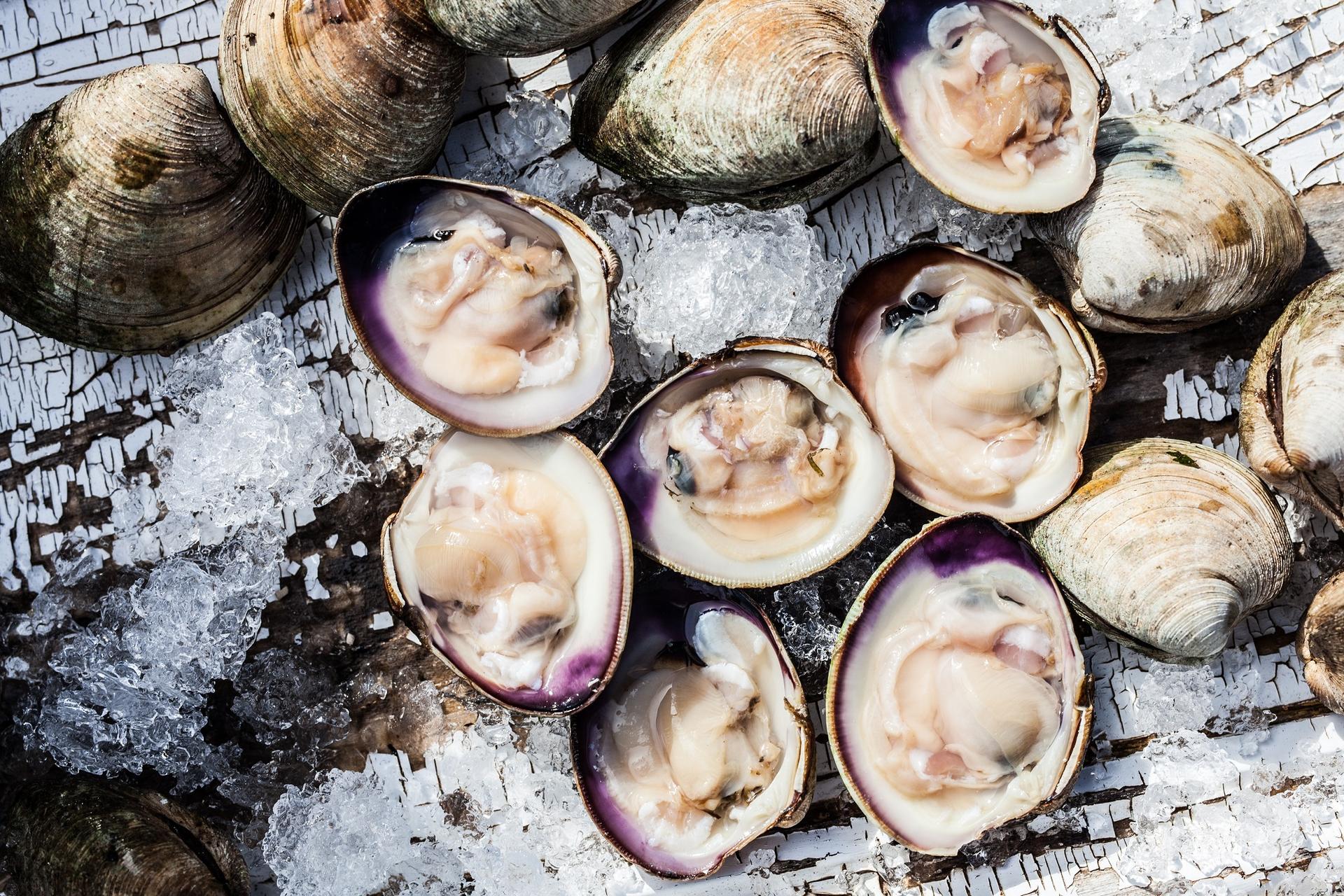 Dig for clams in PEI