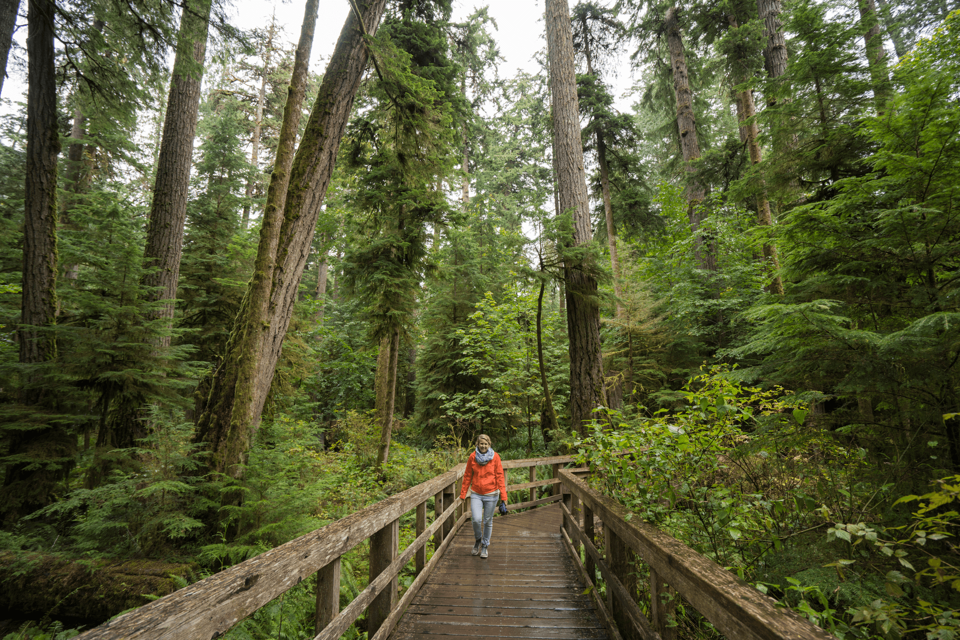 Cathedral Grove, MacMillan Provincial Park, BC