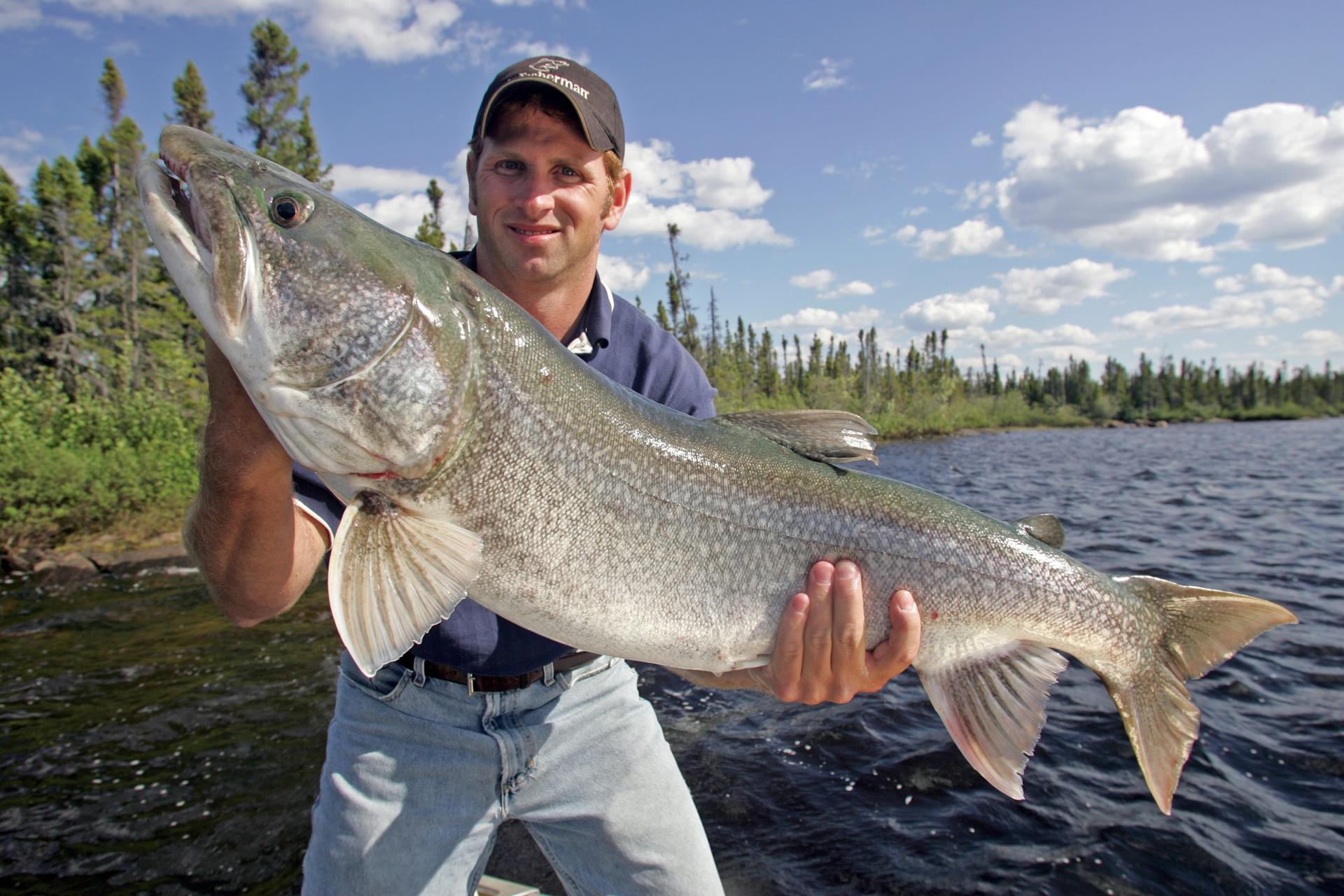 Lake trout