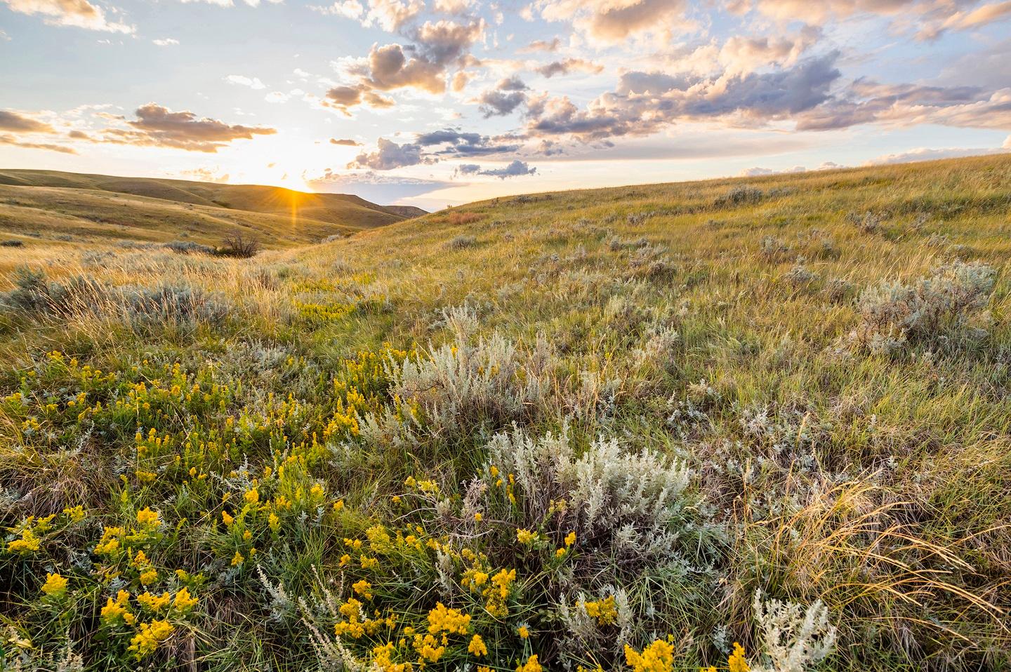 Grasslands National Park - Foto: Tourism Saskatchewan