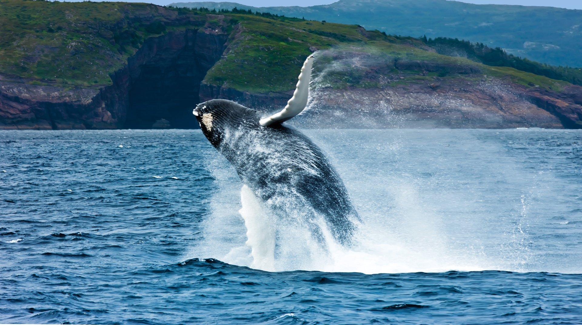 Breaching whale seen along the Irish Loop