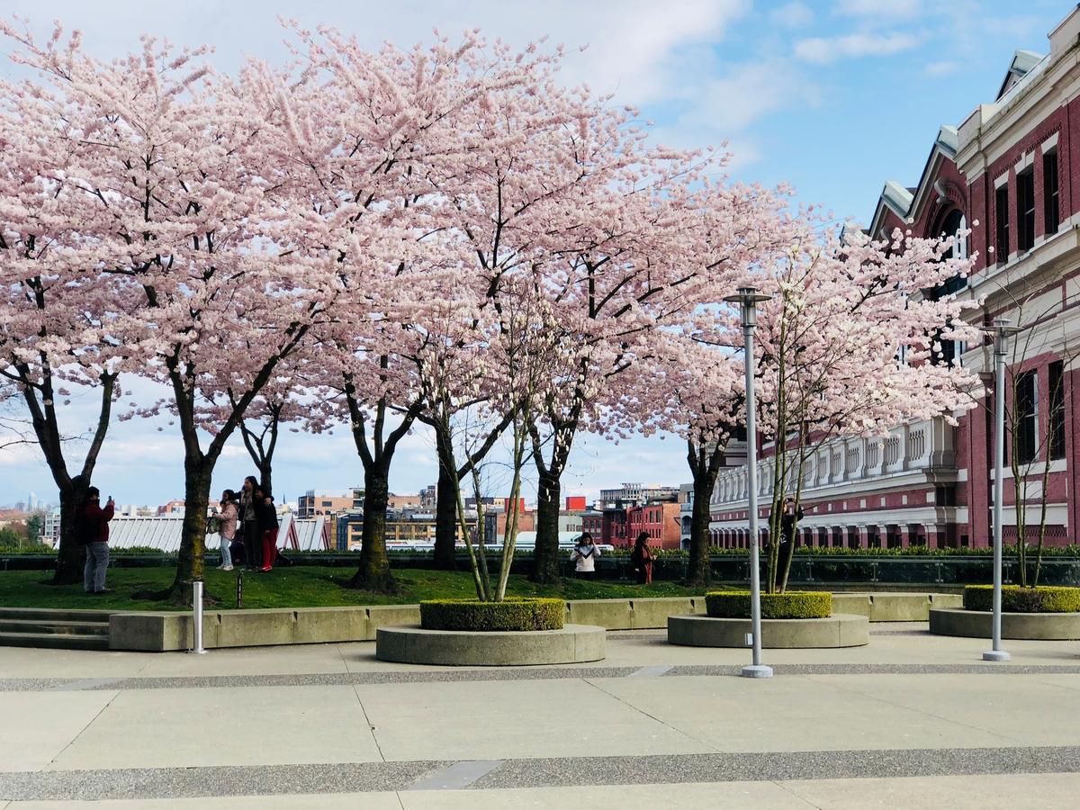 Pockets of cherry blossoms in Downtown Vancouver | Credit: Tourism Vancouver