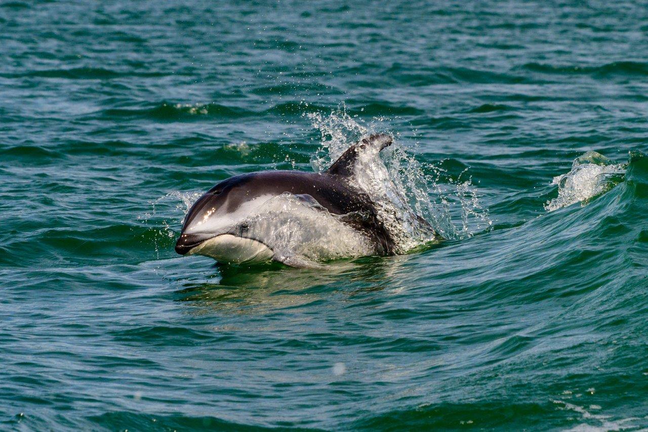 dolphin in the water