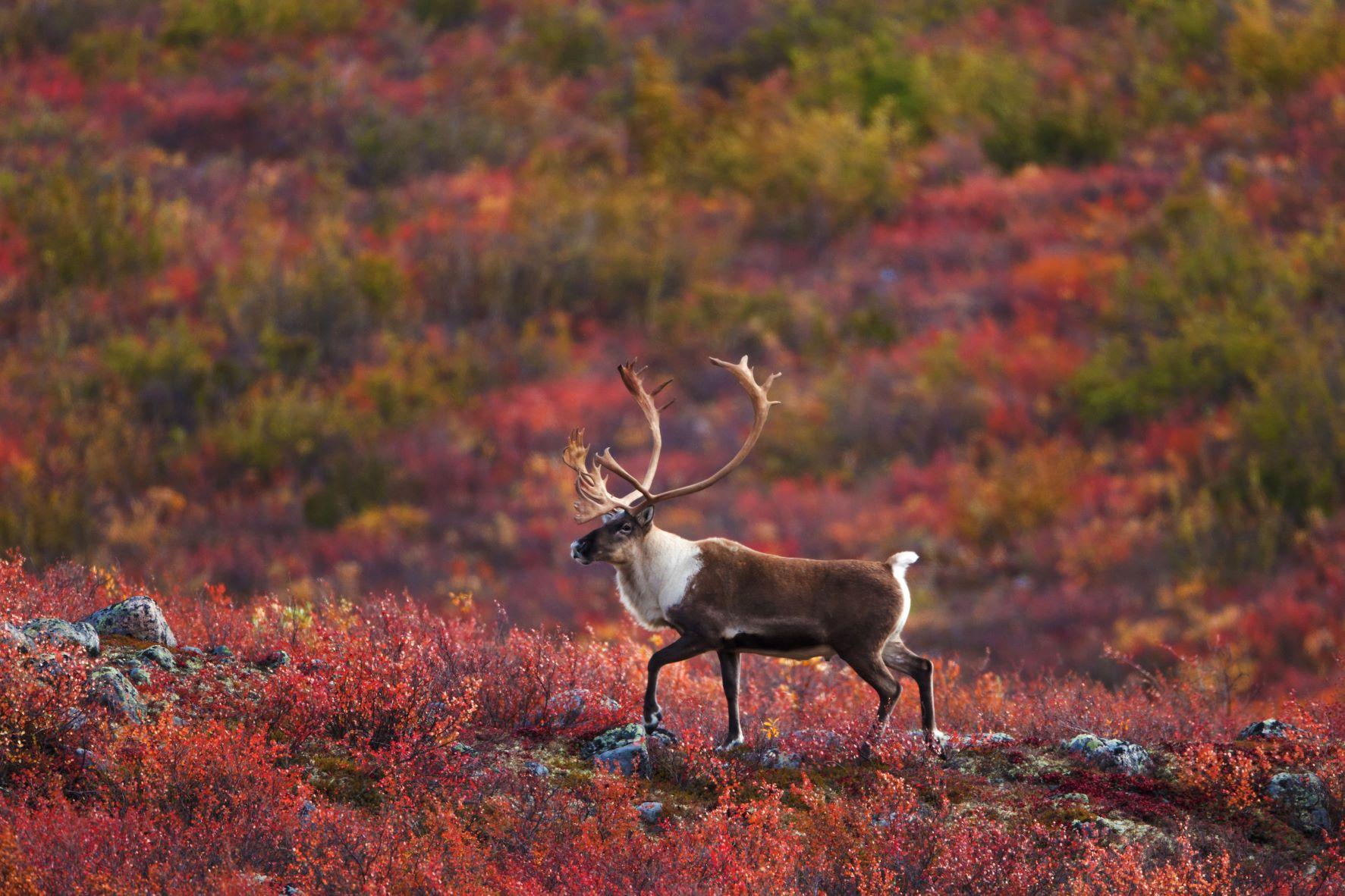 Barrenground Caribou, Northwest Territories