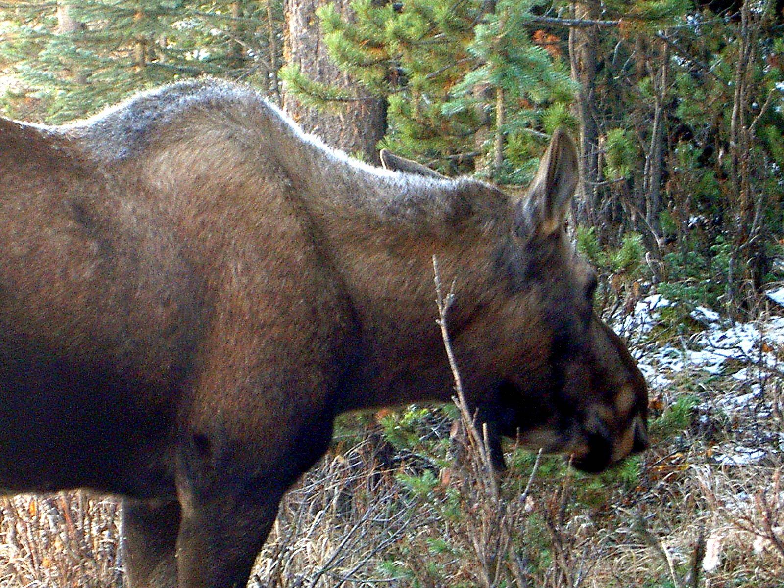 Alces canadienses en Alberta