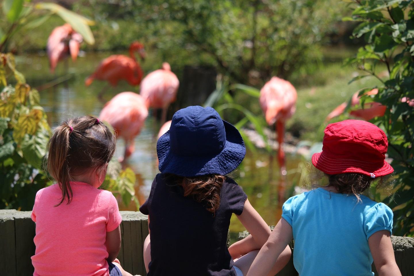 American Flamingos - Toronto Zoo