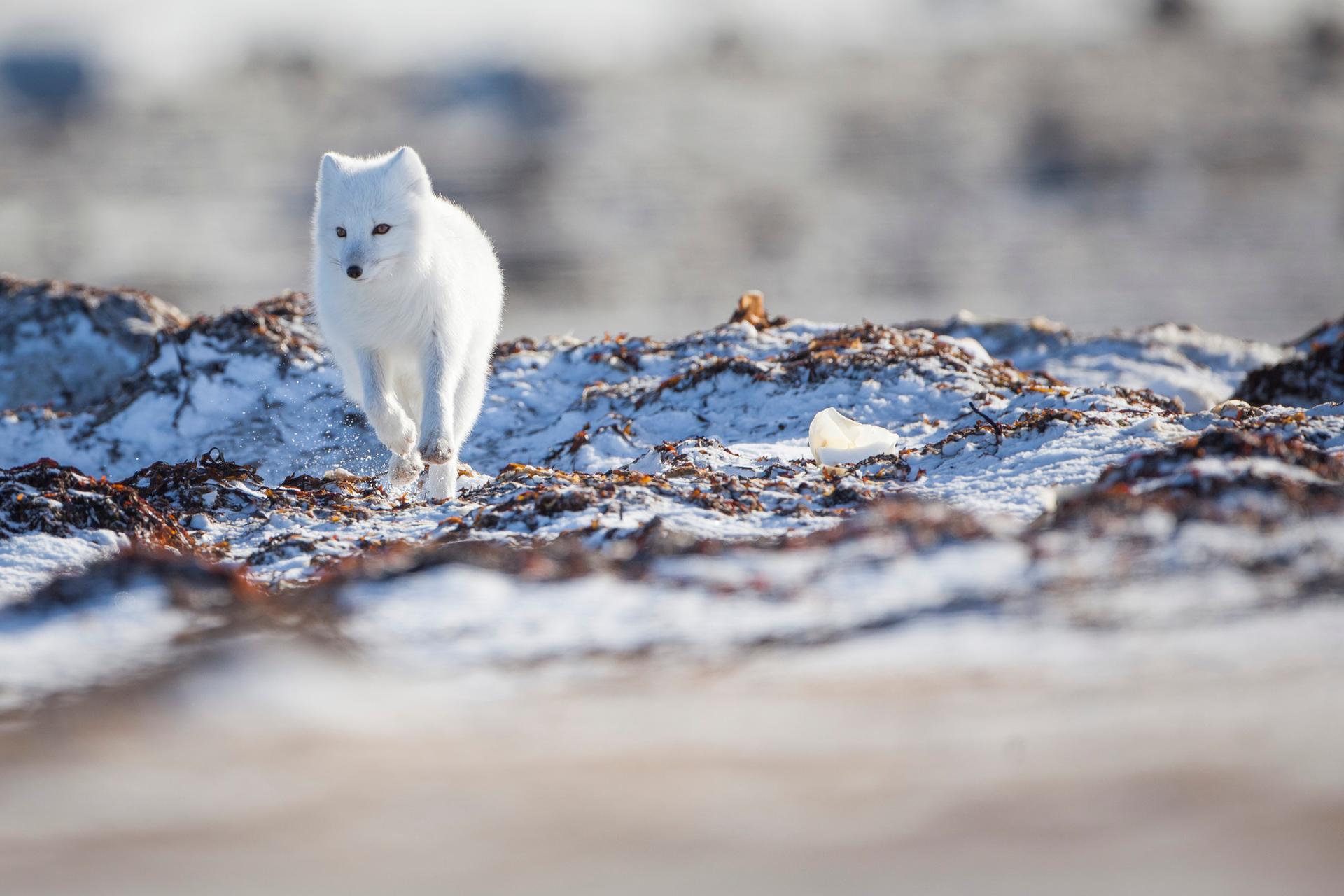 Arctic Fox