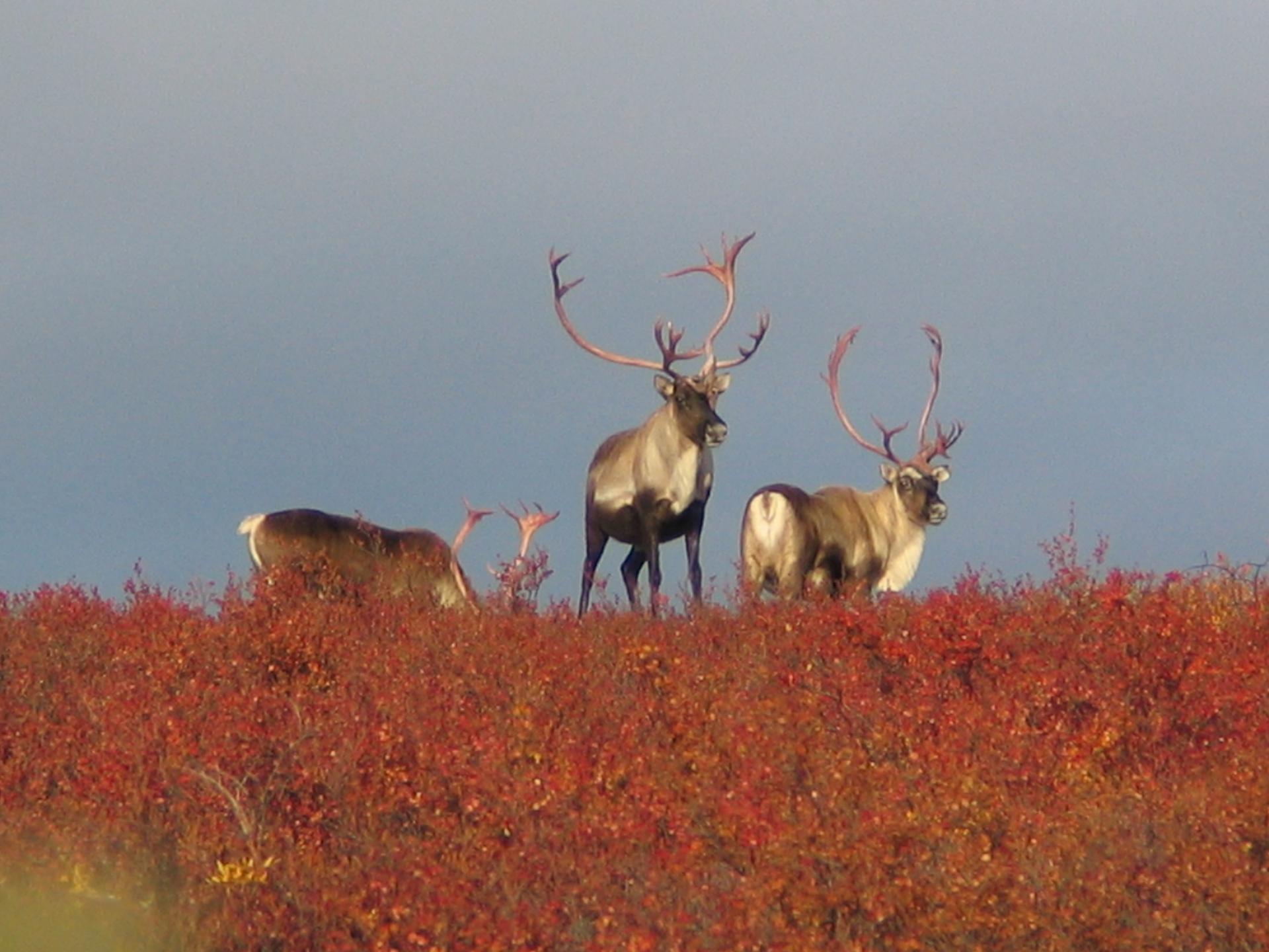 Barrenlands caribou