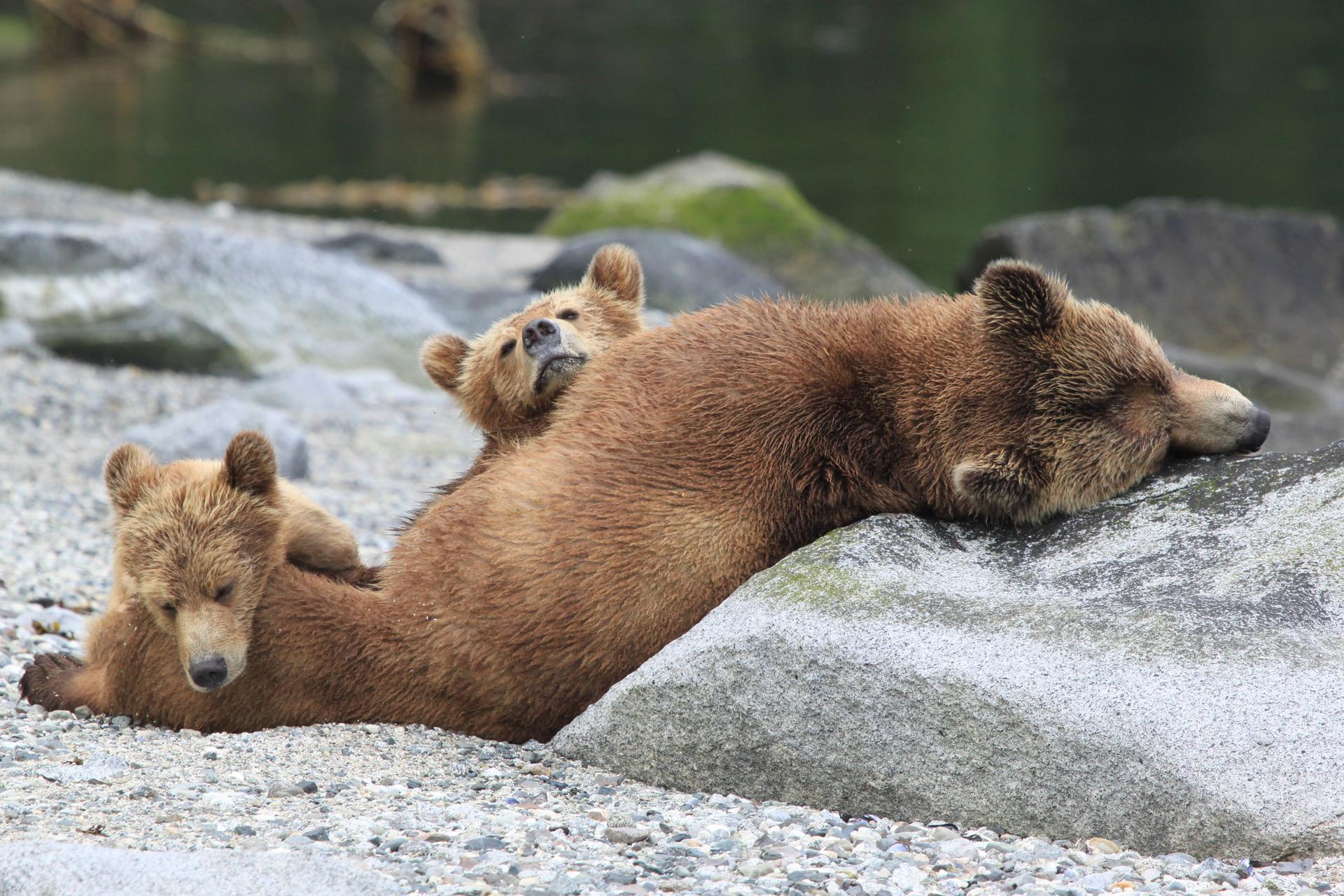 BC grizzly viewing