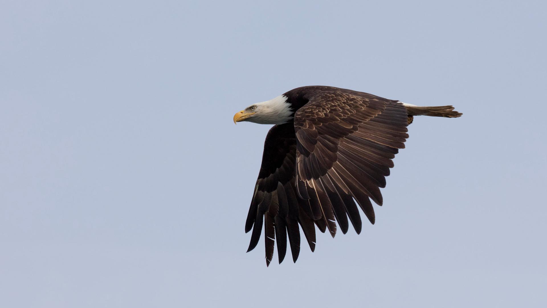 British Columbia Weißkopfseeadler