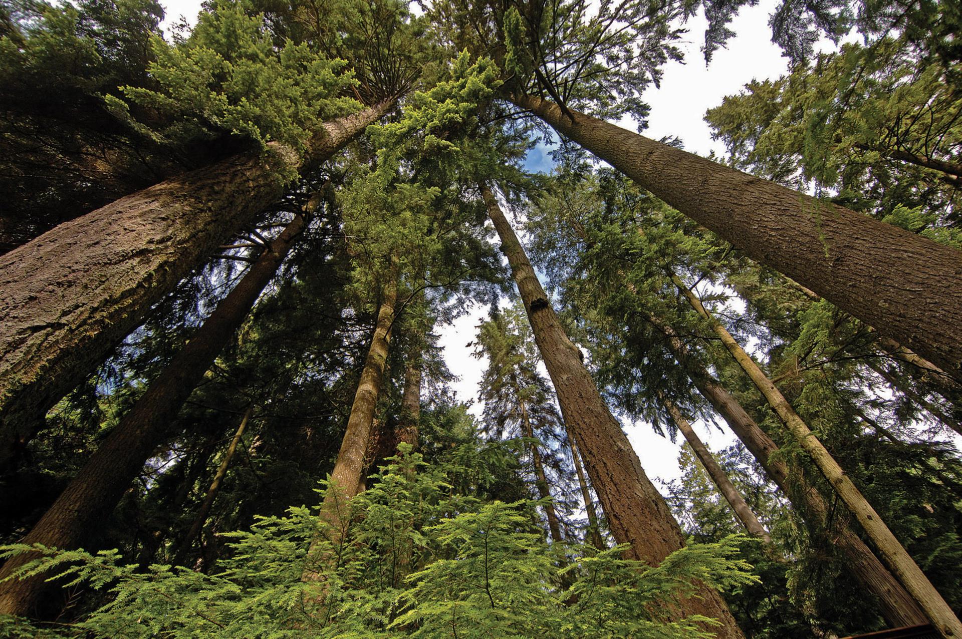 Capilano Suspension Bridge