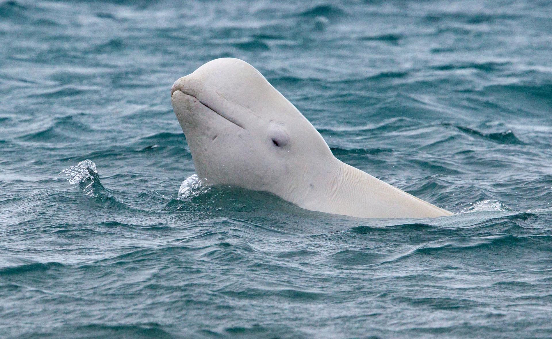 Beluga Whales - Credit: Arctic Watch Wilderness Lodge