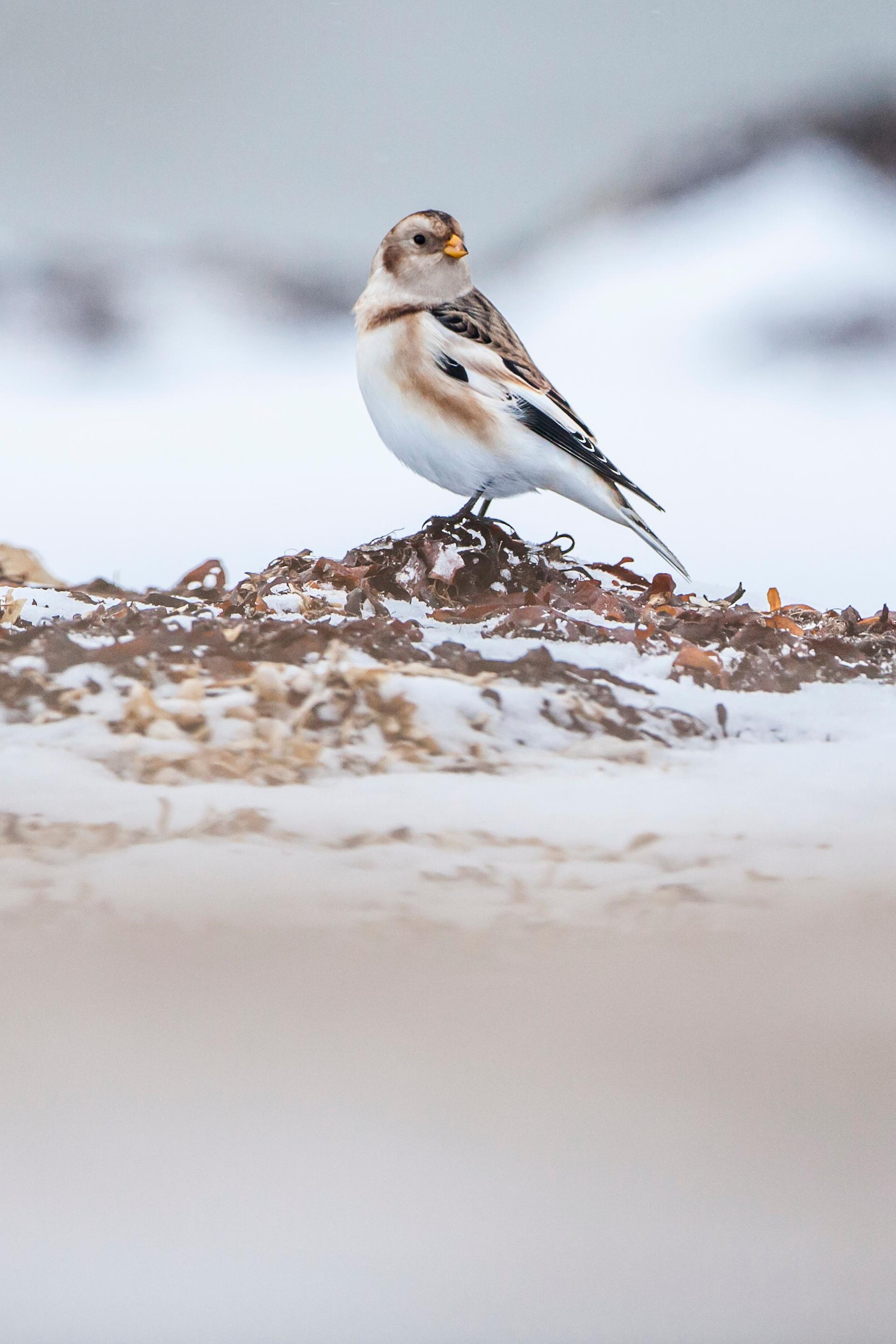Nunavut birding