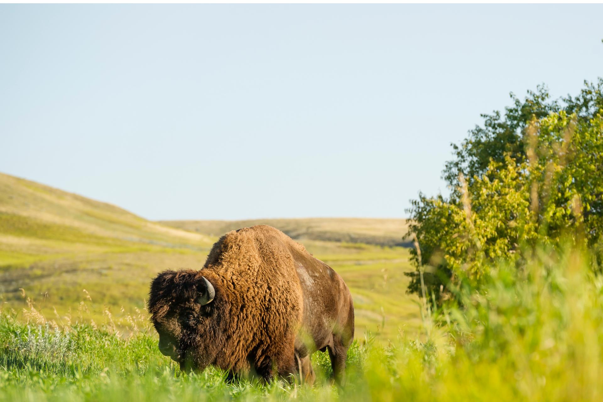 Grasslands National Park, West Block - credit: Tourism Saskatchewan/Chris Hendrickson Photography