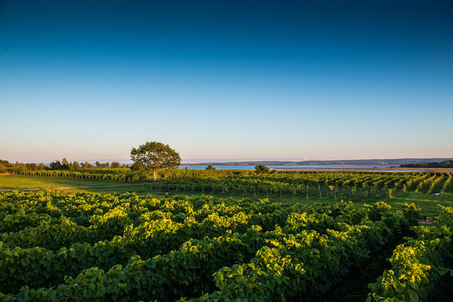 Blomidon Estate Winery