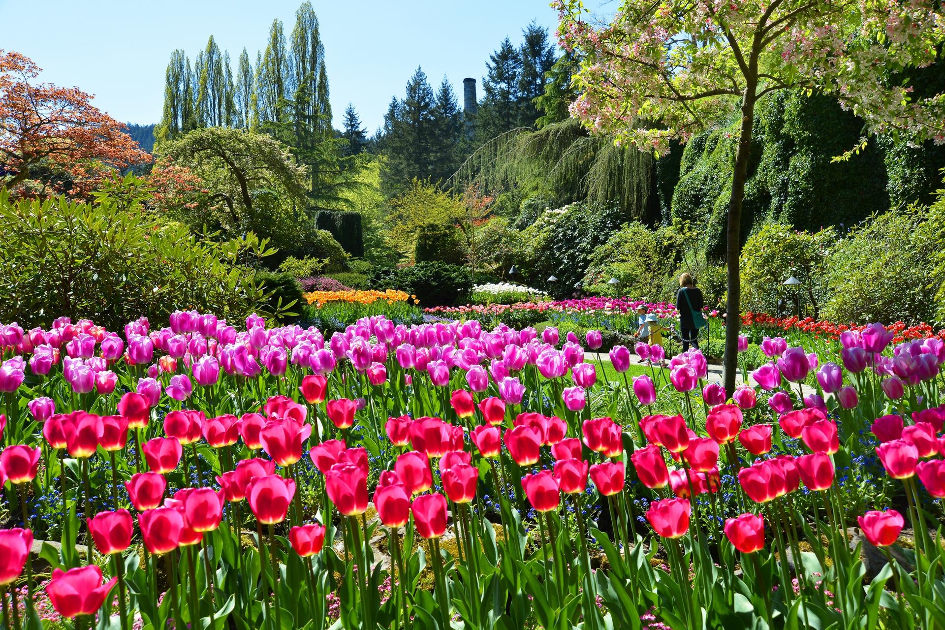 Butchart Gardens