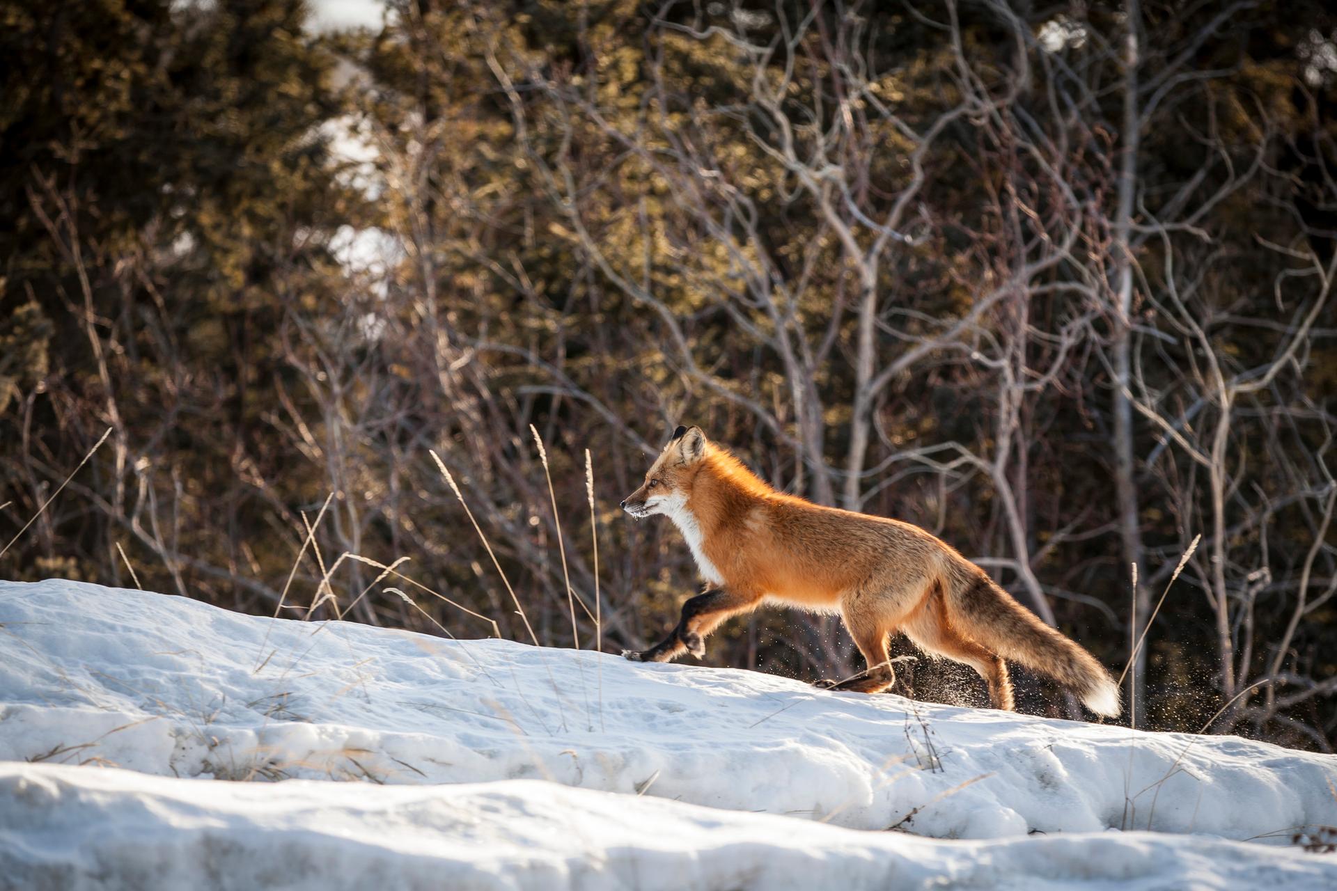 Fox in the Yukon, Canada