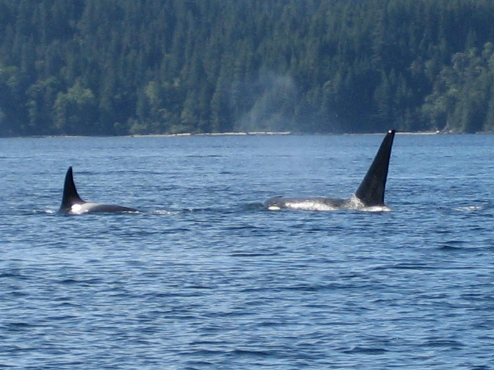 Las espectaculares Islas Discovery de British Columbia
