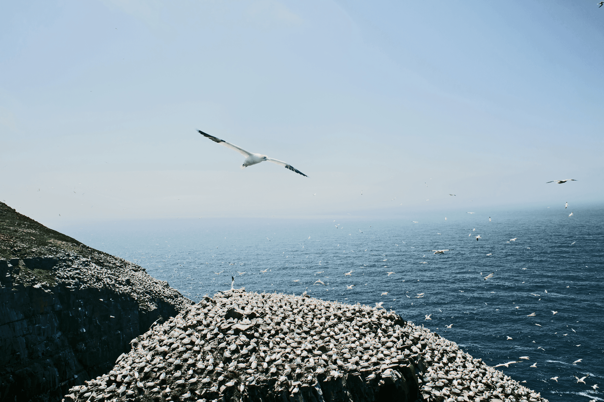 Cape St. Mary's Ecological Reserve, Avalon Peninsula, Newfoundland and Labrador - credit: Ezgi Polat