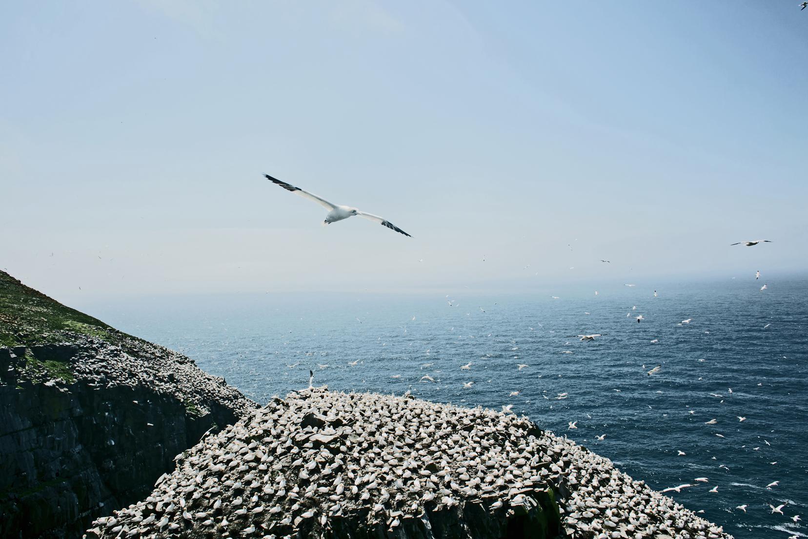 Cape St. Mary’s Ecological Reserve - credit: Newfoundland and Labrador Tourism/Egzi Polat