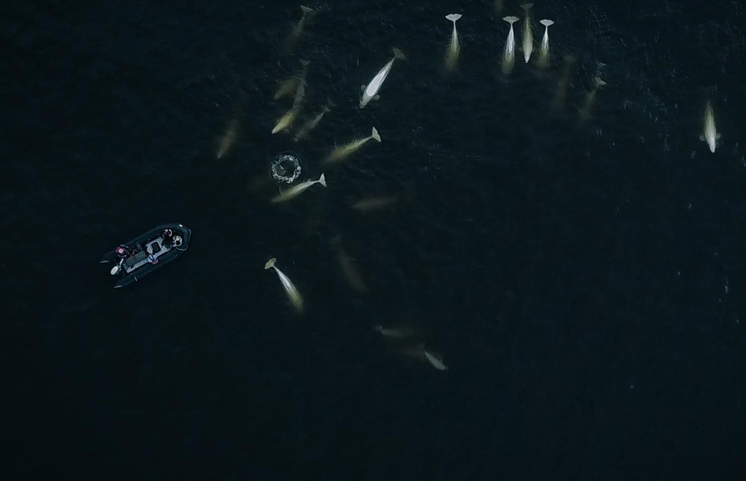 beluga whales as they swim up to and circle your boat