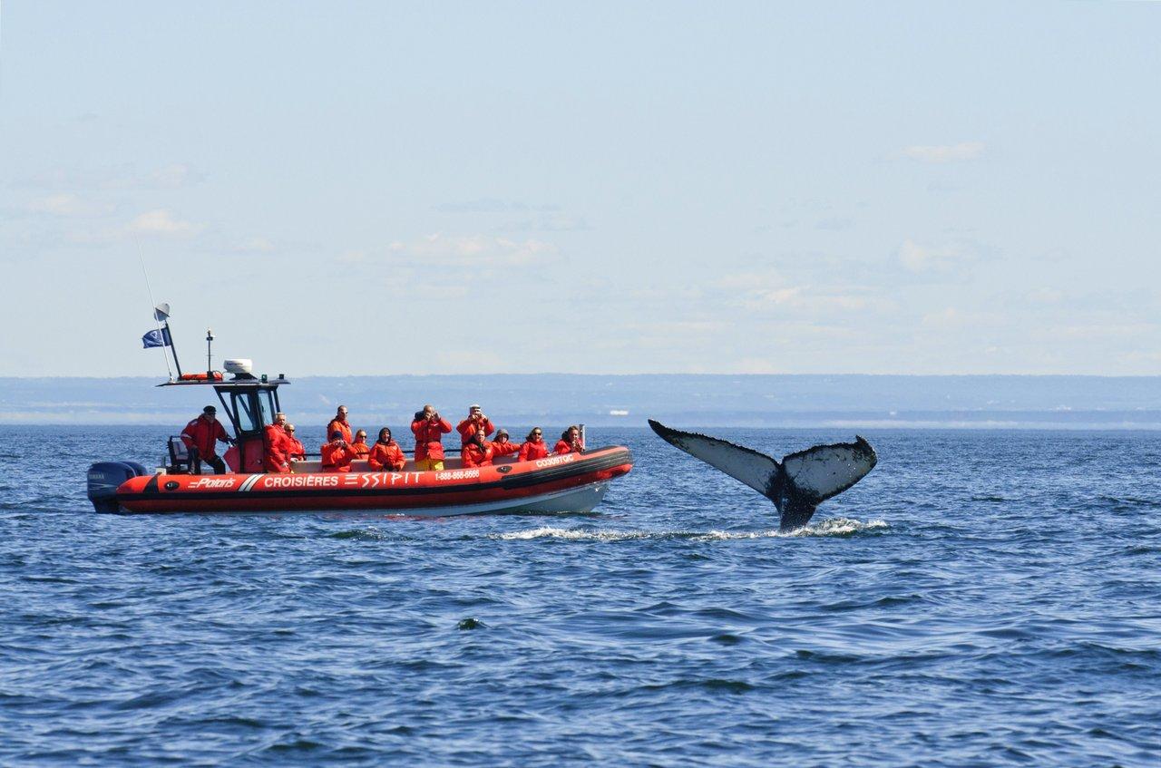 guests on zodiac boat watching a whale breach 
